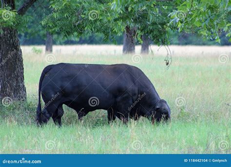 Brangus Bull Angus Brahman Grazing Stock Photo - Image of grazing, brangus: 118442104