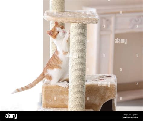 Cute funny cat and tree in room Stock Photo - Alamy