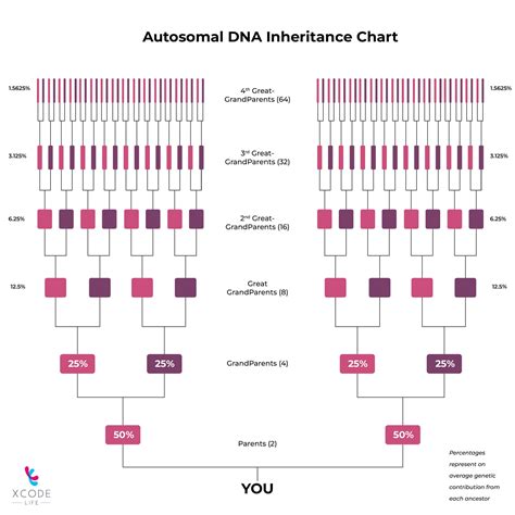 Autosomal DNA Testing: What Is It And How It Works?