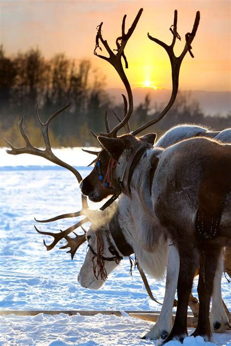 Northern Deer seen as the sun sets in Sweden Amazing Animals, Animals Beautiful, Cute Animals ...