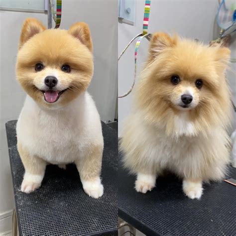 Pomeranian Teddy Bear Haircut Styles