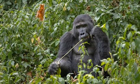 Mountain gorilla Habitat | Uganda Safari gorilla Tours