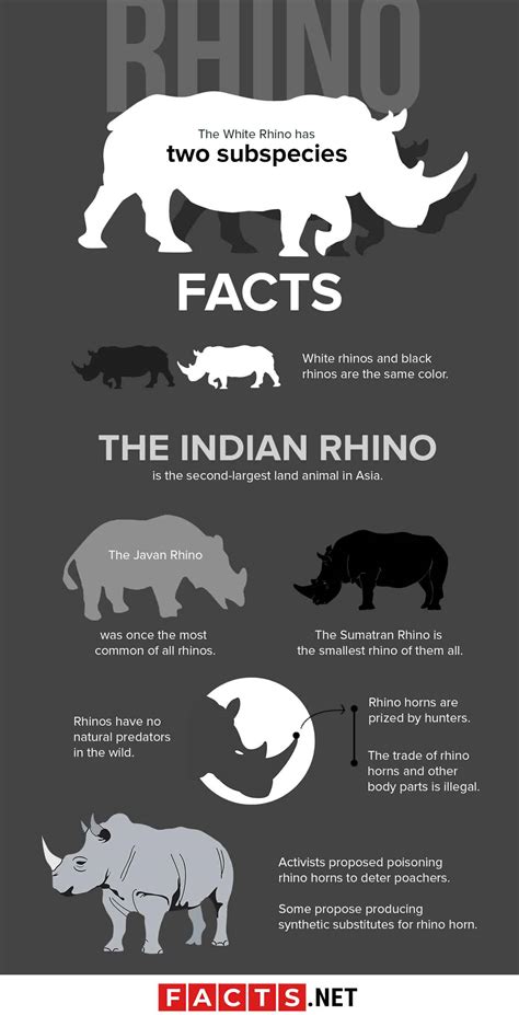 30 Rhino Facts That You Should Know About Today