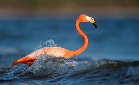 It's Official: Flamingos Belong in Florida | Audubon