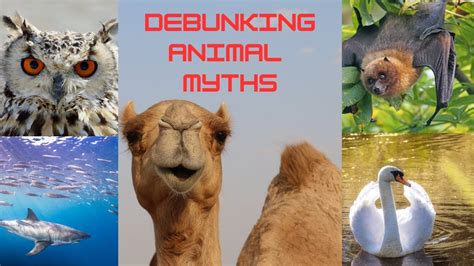 DEBUNKING 12 COMMON ANIMAL MYTHS: WHAT YOU NEED TO KNOW - YouTube