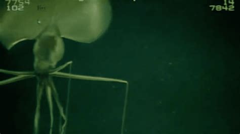 Check Out This Huge, Spindly Squid Filmed Deep Beneath The Sea | IFLScience