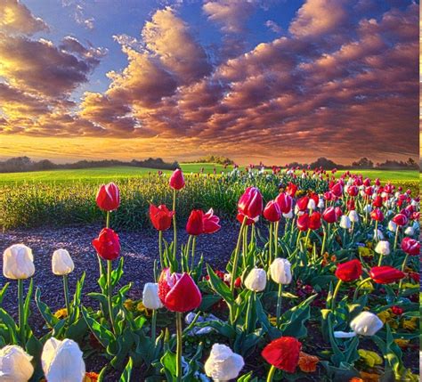 Spring Flower Landscape Wallpapers - Top Free Spring Flower Landscape Backgrounds - WallpaperAccess