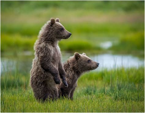 Brown Bear Cubs | Brown Bear cubs at Lake Clark National Pre… | Flickr