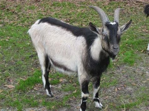 Alpine Goat - Breeds List