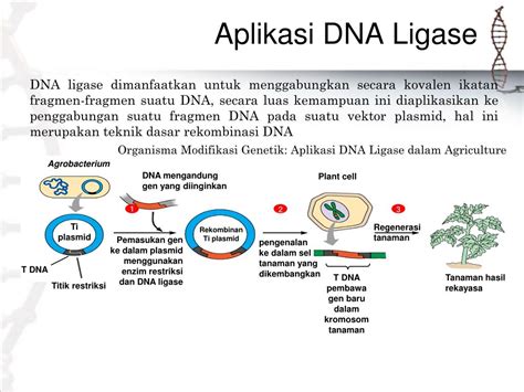 PPT - Klasifikasi , Mekanisme dan Aplikasi Enzim DNA Ligase PowerPoint ...