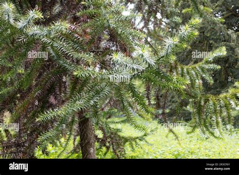 Araucaria angustifolia - parana pine tree Stock Photo - Alamy