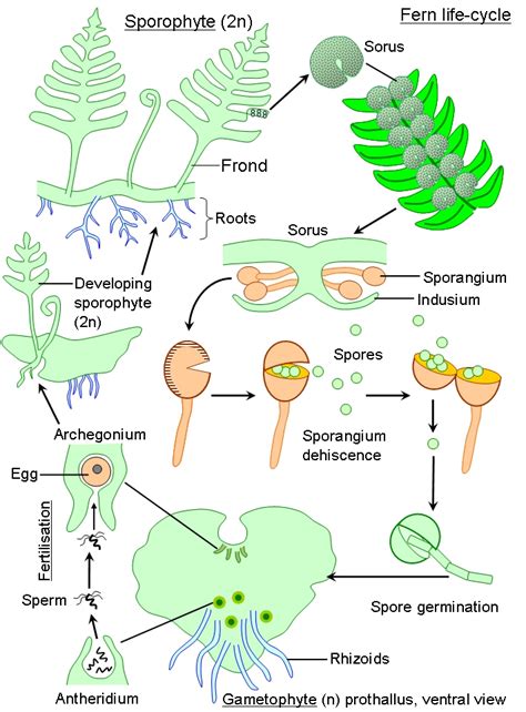 Fern Sporophyte Sori