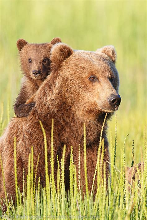 Brown Bear Sow and Cubs | Lake Clark National Park, Alaska | Photos by ...