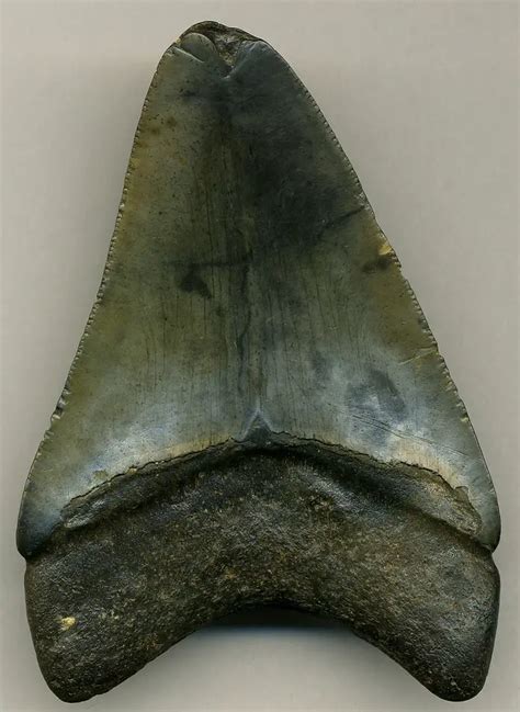 North Carolina State Fossil | Megalodon Shark Teeth