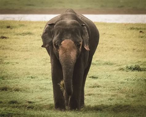 Sri Lankan Elephant - Facts, Diet, Habitat & Pictures on Animalia.bio