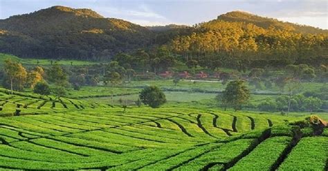 6+ Destinasi Agrowisata di Indonesia (Agritourism), Mana Saja? - PT ...