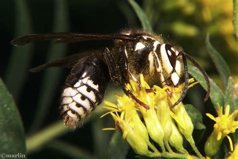 Bald-Faced Hornet - North American Insects & Spiders