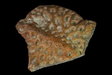 .7" Fossil Crocodile Dermal Scute - Lance Creek Formation, Wyoming (#148805) For Sale ...