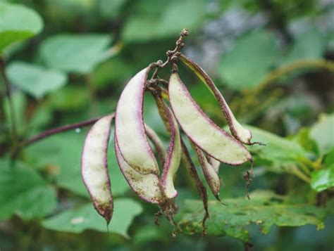 Exploring Unique Filipino Vegetables - Recipes by Nora