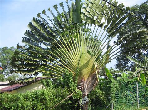 Pohon Pisang Hias Karibay Bibit Pisang Merah/ungu - Macam Macam Pohon