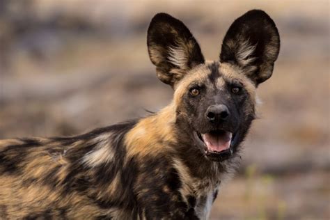 African Wild Dog vs. Hyena, Know the Difference! - Earth.com