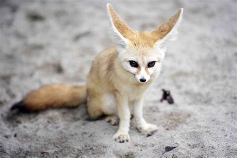 8 Strange and Beautiful Fox Species