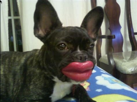 Dog With Lips | Funny Photos 2012 | Funny And Cute Animals