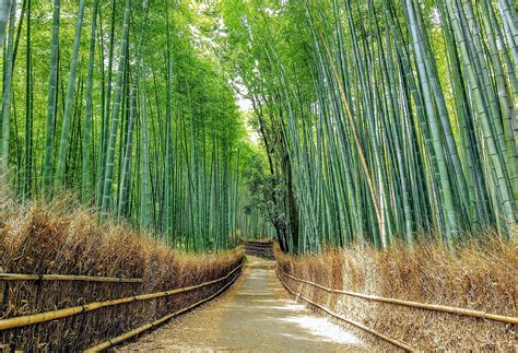 File:2021 Sagano Bamboo forest in Arashiyama, Kyoto, Japan.jpg - Wikipedia