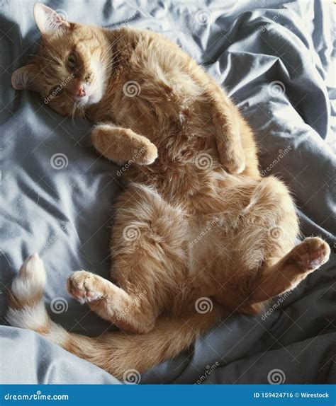 Closeup Shot of a Cute Brown Cat Lying on Its Back with Belly Exposed Stock Photo - Image of ...