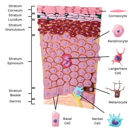 Layers of epidermis - Labster