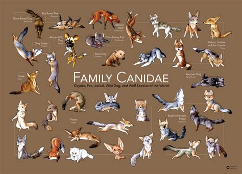 Pack-Canidae - DeviantArt