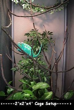 45 best images about Chameleon habitat & cage examples on Pinterest | Plant pots, Supplies and ...