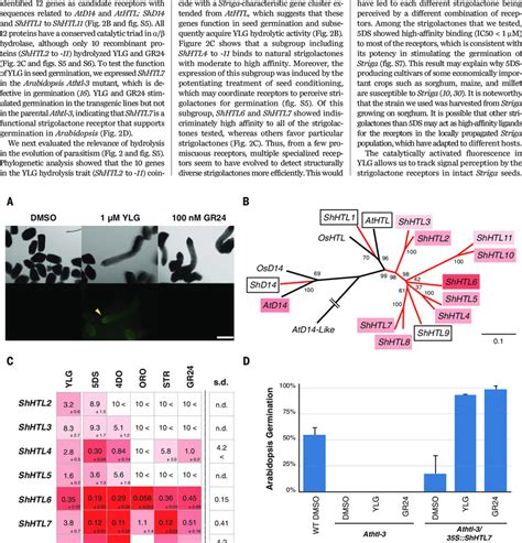 Identification of strigolactone receptors in Striga. (A) YLG stimulates... | Download Scientific ...