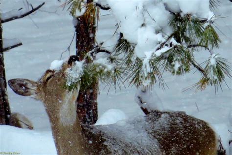 Snow deer - Around the World with Marty Essen