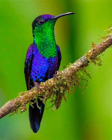 Identifying Costa Rica Birds