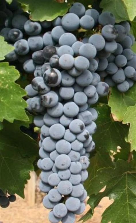 31 Facts About Cabernet Sauvignon | FactSnippet