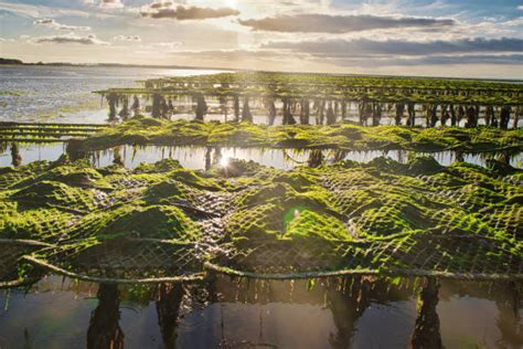 2,800+ Oyster Farming Stock Photos, Pictures & Royalty-Free Images - iStock