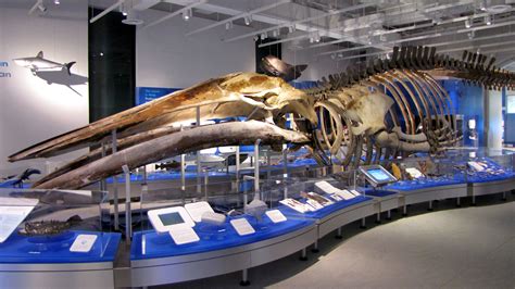 File:Blue Whale skeleton, Canadian Museum of Nature.jpg - Wikipedia