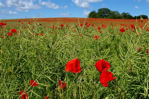 Poppy field Free Photo Download | FreeImages