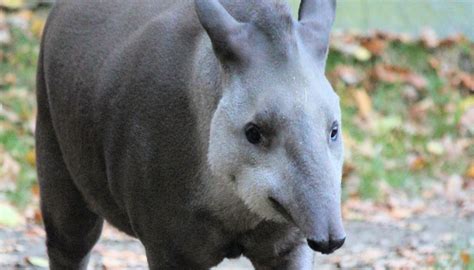 Fun Baird's Tapir Facts For Kids | Kidadl