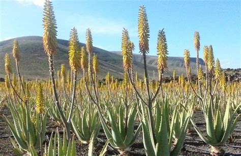 Aloe barbadensis (Aloe Vera) – Ricardo's Nursery