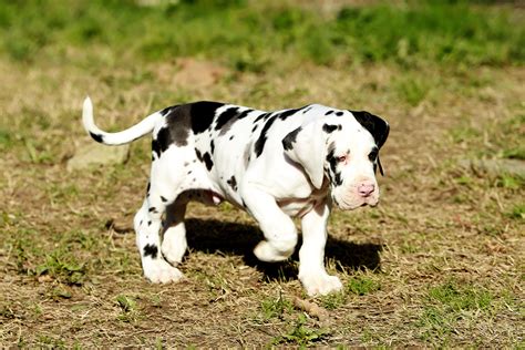 Gracious & Gorgeous Great Dane Puppies - Furry Babies