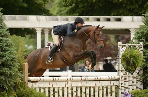 Hanoverian Horse Jumping