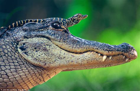 Baby alligator proudly rides on mother's head to keep dry and catch some sun | Daily Mail Online