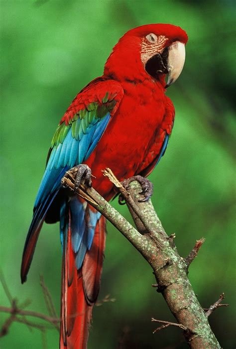 Pets: Macaws(Parrot Breeds)