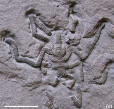 Jurassic Arachnophobia (ca. 160,000,000 BC) - Ancient History Blog