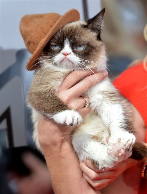 The Grumpy Cat Movie Trailer Is Here