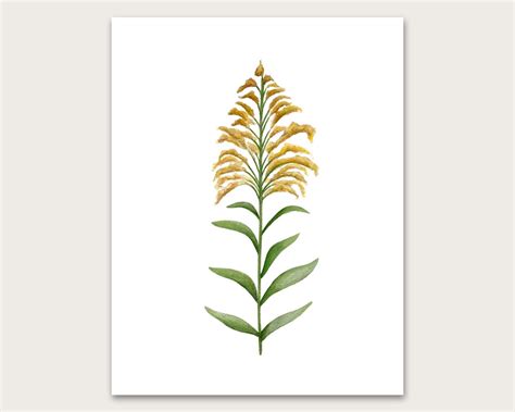 Goldenrod Art Print - Etsy