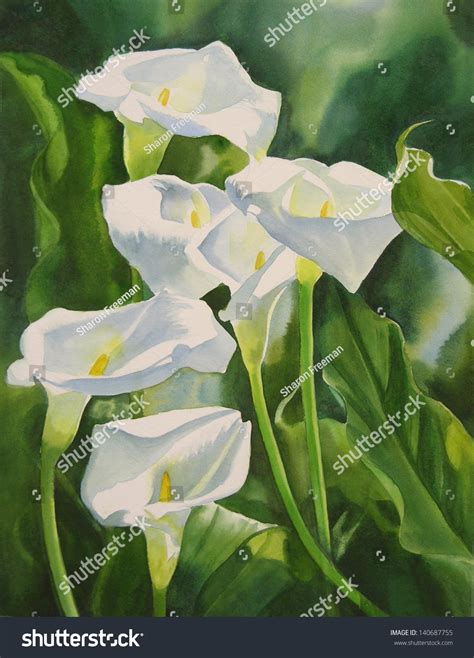 Calla Lilies Vertical Composition. Watercolor Painting Of White Calla Lilies With Green Leaves ...