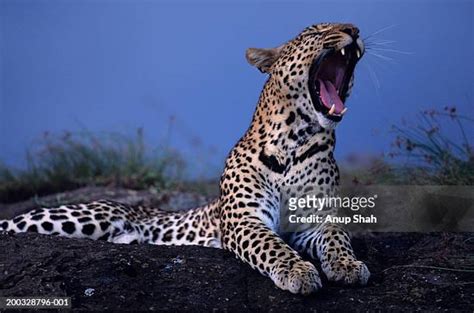 1,355 Leopard Rock Stock Photos, High-Res Pictures, and Images - Getty ...